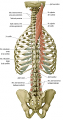 INTERTRANSVERSO
- Cervical (anterior y posterior)
- Dorsal
- Lumbar (anterior y posterior)