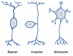 Name is referring to # of exits from the soma

Multipolar is classic neuron shape with a single axon connected to two or more dendrites, most common in CNS

unipolar neurons have a continuous dendrite and axon with the cell body off to the sid...