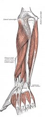 Deep Posterior Compartment of the Forearm