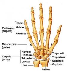 The flexor digitorum profundus muscle is on the anterior surface of the ulna & interosseous membrane 

Does the flexor digitorum profundus tendons attach to what part of the phalanx on which digits? 

And what of the fleoxr digitorum superfici...