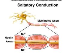 Myelinated (insulative covering) nerve fibers transmit faster than nonmyelinated nerve fibers

myelin = insulative covering for nerve cells
interrupted at nodes of Ranvier