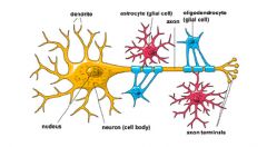 CNS Glial cells - star shaped, most abundant, support nervous tissue, stimulate formation of blood brain barrier

Astro = Many stars in the brain