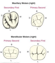 -Resemble First molars of primary dentition