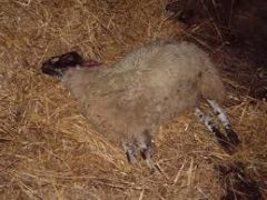 What is a common cause of acute onset neurological disease in weaned lambs and sporadically in adult sheep?