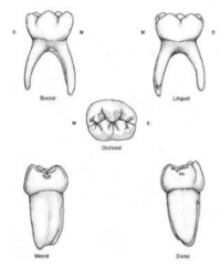BUT the distobuccal cusp is widest and mesiobuccal + distal cusps are almost same size (while distal cusp is smallest on permanent first molars)