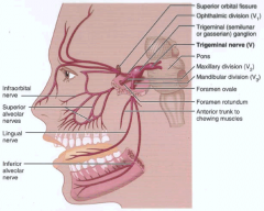 Cranial nerve 5: Trigeminal nerve (brainstem)