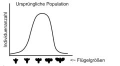 Wie ändert sich die Häufigkeitsverteilung der Phänotypen der Ursprünglichen Population durch DISRUPTIVE Selektion?