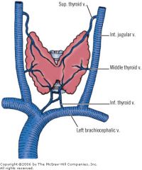 Superior thyroid vein (branch of IJV and travels with the superior thyroid artery in the superior pole vascular pedicle)

Middle thyroid vein (drains into the IJV, and travels without arterial complement)

Inferior thyroid vein (drains into th...