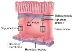 Contact between cells 
- tight junctions 
 - adherens junctions
 - desmosomes 
 - hemidesmosomes
 - gap junctions 
