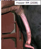 Corkscrew hos tyre
Almindeligt
Lave graviditetsrater(ved naturlig bedækning)
Arveligt!
Ukendt ætiologi