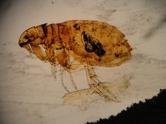 Class Insecta 
Fleas
Small, wingless
Feed on blood of mammals & birds as adults
Not highly host specific 
Laterally compressed 
Includes Xenopsylla cheopsis, the vector of bubonic plague.
