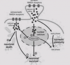 Synaptic NMDA receptors lead to a calcium influx - involved in synaptic plasticity and memory.

Extrasynaptic NMDA receptors lead to calcium influx that signals cell death. Shuts down CREB which promotes neuronal survival.

Possible because synap...