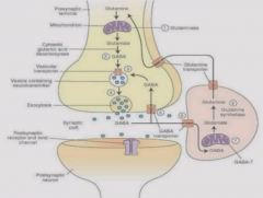 Excess glutamate accumulates in extracellular space and causes overaction of AMPA and NMDA extrasynaptic receptors, causing cell death.

NMDA receptor is coactivated by basal le

