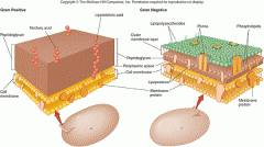 `it is part of the cell wall composition


---it can either be gram positive or gram negative






`



