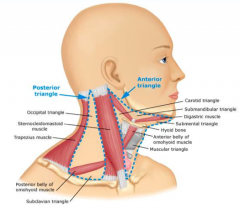 - Sternocleidomastoid muscle
- Trapezius muscle
- Clavicle

- Made of Occipital triangle and Subclavian triangle