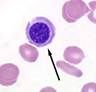 Cells released into circulation early during anemia; normal in non-mammalian animals