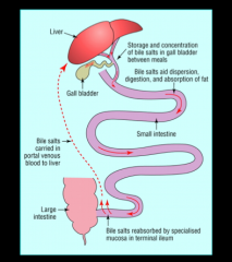Gall bladder = storage
Jejunum = low absorption
Ileum = active and passive absorption