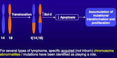 t(14;18): ↑ Bcl-2 → ↓ apoptosis → accumulation of mutations / transformation and proliferation