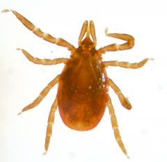 Class Arachnida, Class Acari
Hard Ticks
Visible head
Includes Ixodes sp, the vector for Lyme Disease.