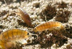 Host: Orchestoidea, amphipod (beach hopper) 
Parasite: Thinoseius brevisternalis, mite