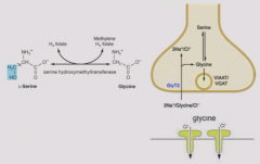 Synthesized from serine by serine hydroxymethyltransferase. Stores in vesicles and binds to ionotropic receptors (Cl- channels) ONLY - no metabotropic receptors.