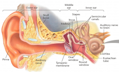 consists of fluid-filled chambers, includingthe semicircular canals, which function in equilibrium, and the coiled cochlea (from theLatin meaning “snail”), a bony chamber that is involved in hearing.