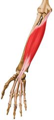 Udspring: Epicondylus medialis (CCF), processus coracoideus ulnae og anterior flade af radius
Hæfte: Midterste phalangis af 2.-5. finger
Funktion: Flexion af håndled og fingrenes grund- og mellemled