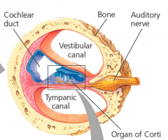 The actual hearingorgan of the vertebrate ear, located in the floorof the cochlear duct in the inner ear; containsthe receptor cells (hair cells) of the ear.