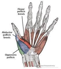 THENAR muscles 

On which bones does the the opponens pollicis act? 
What is the innervation of the opponens pollicis? 

On which bones does the abductor pollicis brevis muscle act? 
What is the innervation of the abductor pollicis brevis? 
...