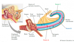 The cochlea has two largecanals—an upper vestibularcanal and a lower tympaniccanal—separated by a smallercochlear duct. Both canals arefilled with fluid.