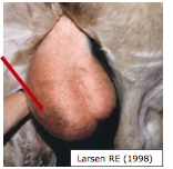 Smertefri scrotal forstørrelse
Bi- eller unilateralt
Kan inhibere spermatogenesen(sværere at temp. regulere)