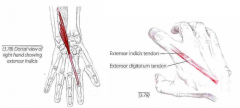 Udspring: Posterior flade af distale corpus og membrana interossea
Hæfte: Extensor digitorum sene v. 2. metacarpal
Funktion: Extension af 2. finger Assisterer i adduktion af 2. finger