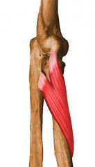 Udspring: Laterale epikondyl, radial kollateral, annular ligamenter, fossa supinator og crista supinatoris ulna
Hæfte: Proksimale 1/3 af radius' lateralflade
Funktion: Supination af underarm