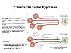 NEUROTROPHIC FACTOR HYPOTHESIS: Soulble molecules secreted by target cells promote the survival of neurons past a critical period of development  (Neurotrophins, TG-F B class of growth factors, IL- 6 class of cytokines)
