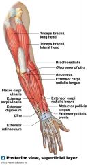 Posterior view of arm