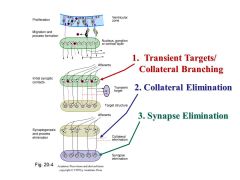 1. development of transient axonal targets 
2. axon collateral elimination
3. synapse elimination
4. synaptic rearrangement