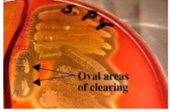 The oval-shaped areas of clearing around the stab marks in the picture are caused by which toxin?