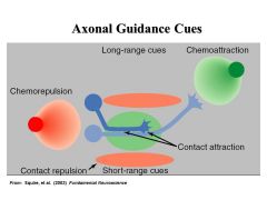 Contact Attraction
Substrate Bound Cues: e.g. laminin, cadherins, and fibronectin
Cell Surface Interactions:  e.g. NCAM, L1, fasciculin, EphB receptors/ephrin-B

Contact Repulsion
Substrate Bound Cues: e.g. chondroitin sulfate proteoglycans
...