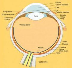 What are the different layers of the anterior segment? When does it end?