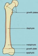Physis = growth plate
Diaphysis = shaft
Metaphysis = flaredportion
Epiphysis = end of bone, beyond the physis