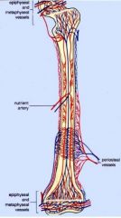 Penetrating arteries
-Nutrient artery
-Metaphyseal, epiphyseal arteries

Periostealarteries
-Augments the principal supply