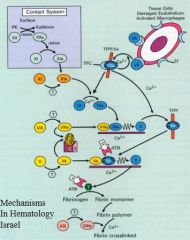 Activation of prothrombin/tissue factor 2-->thrombin
