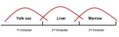 1st trimester: yolk sac
2nd trimester: liver
3rd trimester: marrow

Hematopoietic cells migrate to the liver from the yolk sac