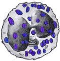 Very rare
Bi-lobed nucleus
Large blue-purple granules
Diameter: 9-10 uM
