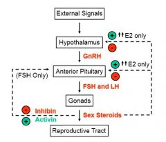 Negative feedback on:

Hypothalamus GnRH release
Pituitary LH release

At HIGH levels estrogen can have a positive feedback loop on:

GnRH
LH