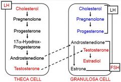 You have theca cells and granulosa cells:

LH acts at theca cells
LH (during cycling only) and FSH act at granulosa cells
