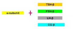 2 chains: alpha and beta

The alpha subunit is shared by:
TSH
FSH
LH
CG

The beta subunit gives the specificity