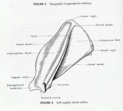 flat roughly triangular bone possessing two surfaces (lateral and ), three borders (Dorsal, Causal, Cranial), and three angles (Cranial, Caudal, Ventral).