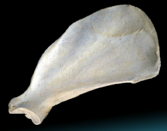 large remaining part of the medial/costal surface of the scapula. Nearly flat and usually presents three straight muscular lines that converge distally. 

the subscapularis arises from the whole surface