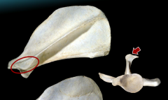 eminence at the cranial part of the glenoid cavity.   Shows a slight medial inclination on which a small tebercle, the coracoid process, can be distinguished.

where the bicept brannchii arises from